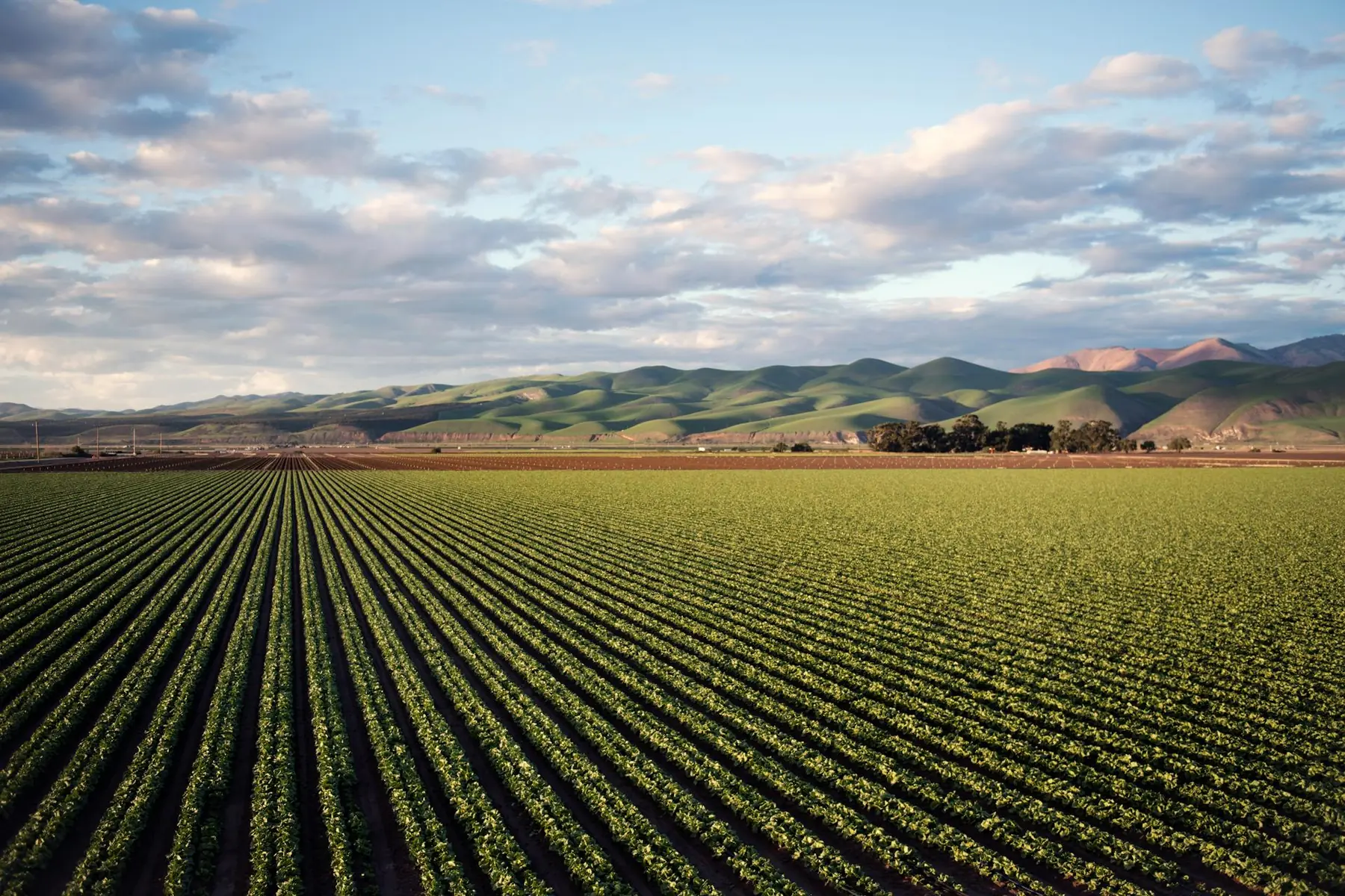 Paysage agricole vallonné — biodiversité et exploitation en lumière dorée